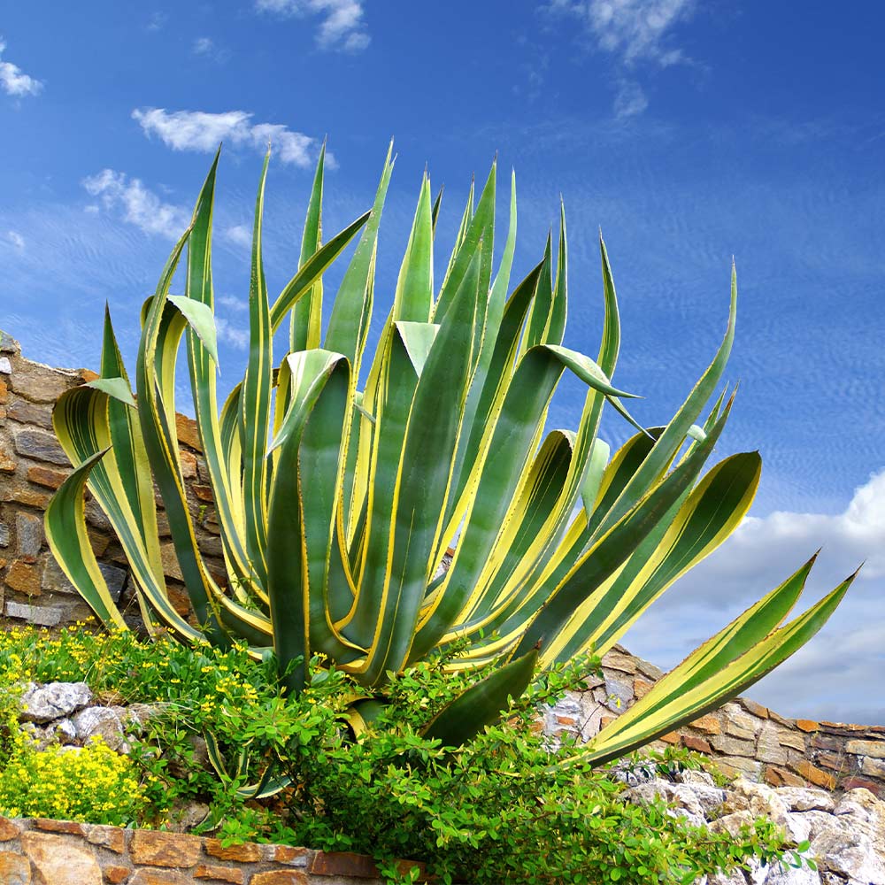 Variegated Century Plant