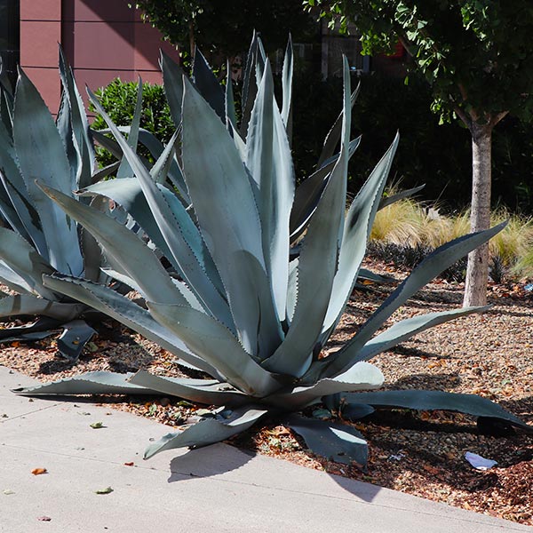 Image of Blue American Agave Plant