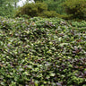 Chocolate Chip Ajuga Plant