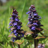 Chocolate Chip Ajuga Plant