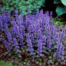 Chocolate Chip Ajuga Plant