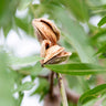 All-in-One Almond Tree