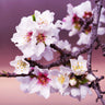 All-in-One Almond Tree California