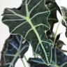 Alocasia Polly with Decorative Pot