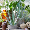 Aloe Vera Plant