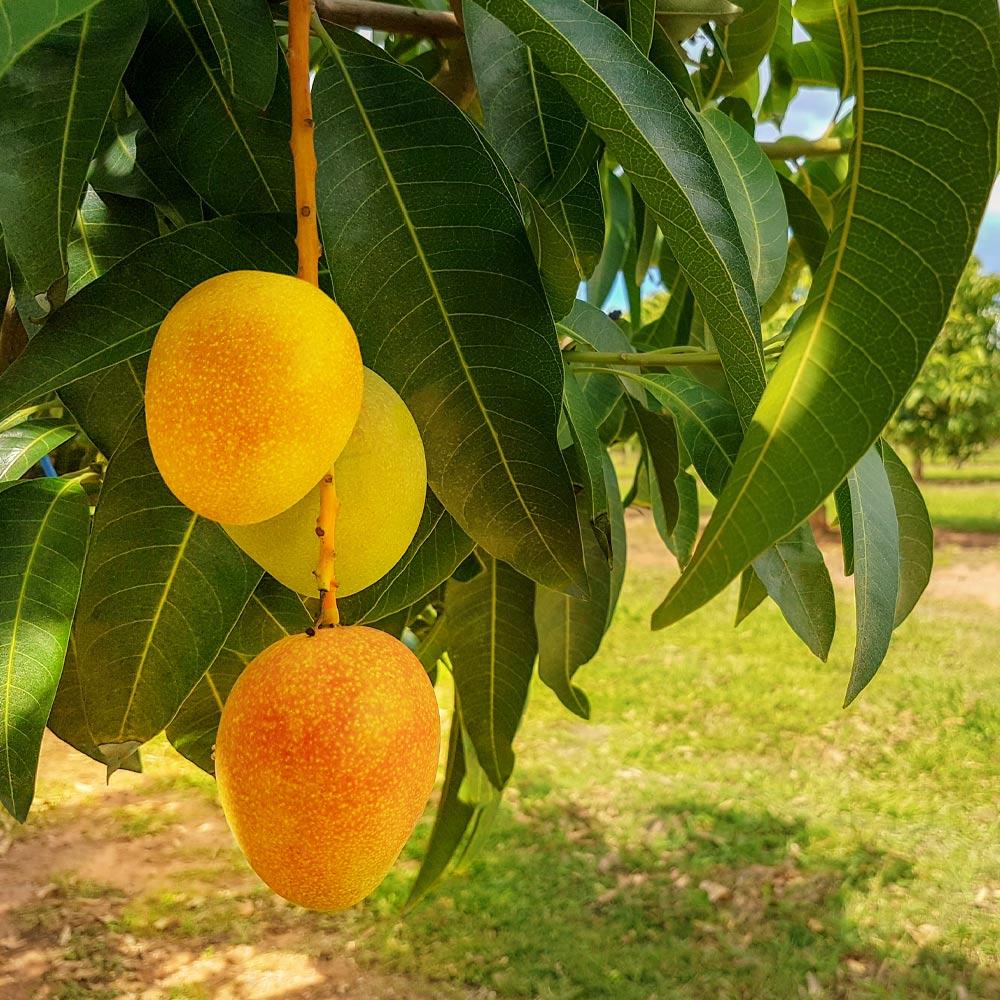 Alphonso Mango Trees for Sale