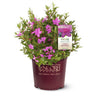 Autumn Amethyst® Encore® Azalea