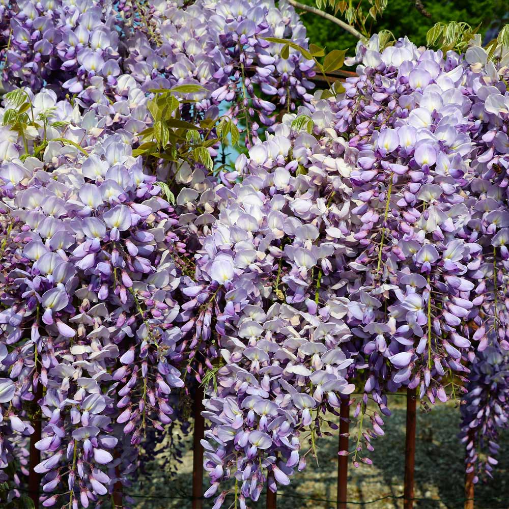 CODES)How To Get The Umbrella In Wisteria
