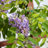 Amethyst Falls Wisteria Vine