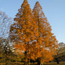 Amber Glow™ Redwood Tree