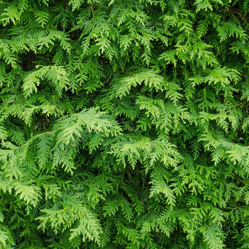 American Arborvitae Trees For Sale