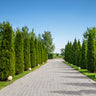 American Arborvitae