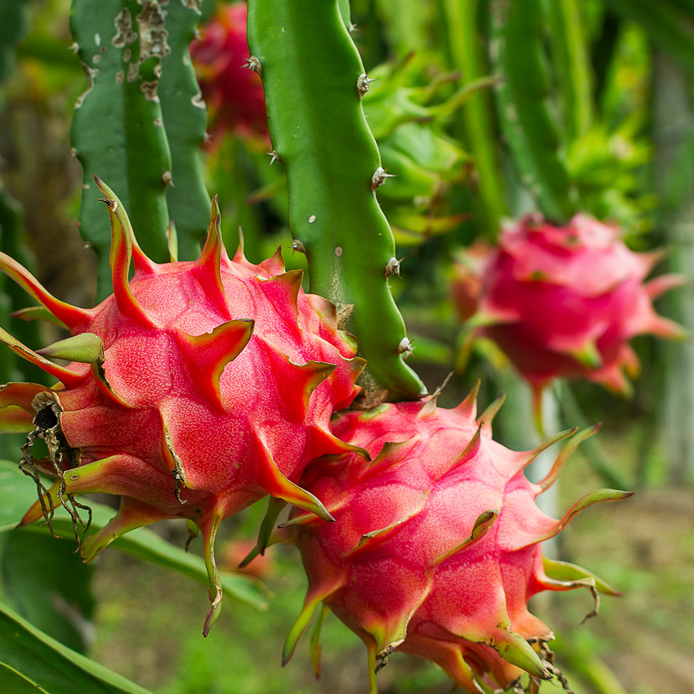 Red Dragon Fruit Box (Pitaya)