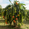 American Beauty Dragon Fruit Plant