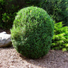 American Boxwood Shrub