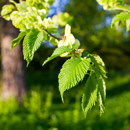 elm american tree trees leaves