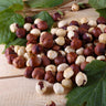 American Hazelnut Filbert