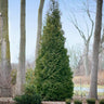 Full Speed A Hedge® American Pillar Arborvitae