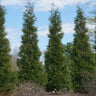 Full Speed A Hedge® American Pillar Arborvitae