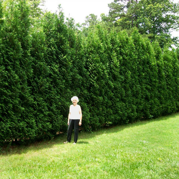 Full Speed A Hedge® American Pillar Arborvitaes for Sale