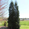 Full Speed A Hedge® American Pillar Arborvitae