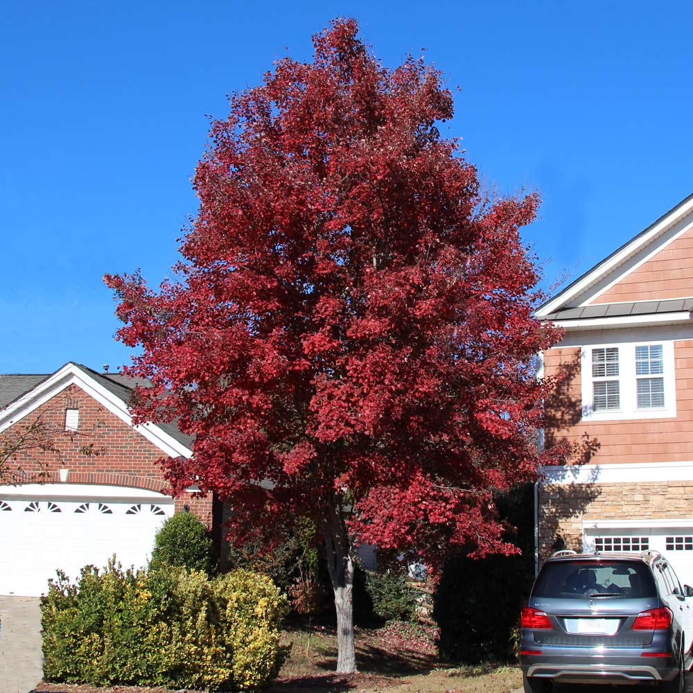 types of maple trees in illinois