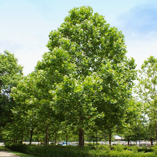 the american sycamore tree: growth rate, care, and uses 