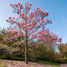 Ann Magnolia Tree