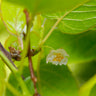 Anna Hardy Kiwi Vine