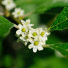 Apollo Winterberry Holly Shrub