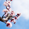 Blenheim Apricot Tree