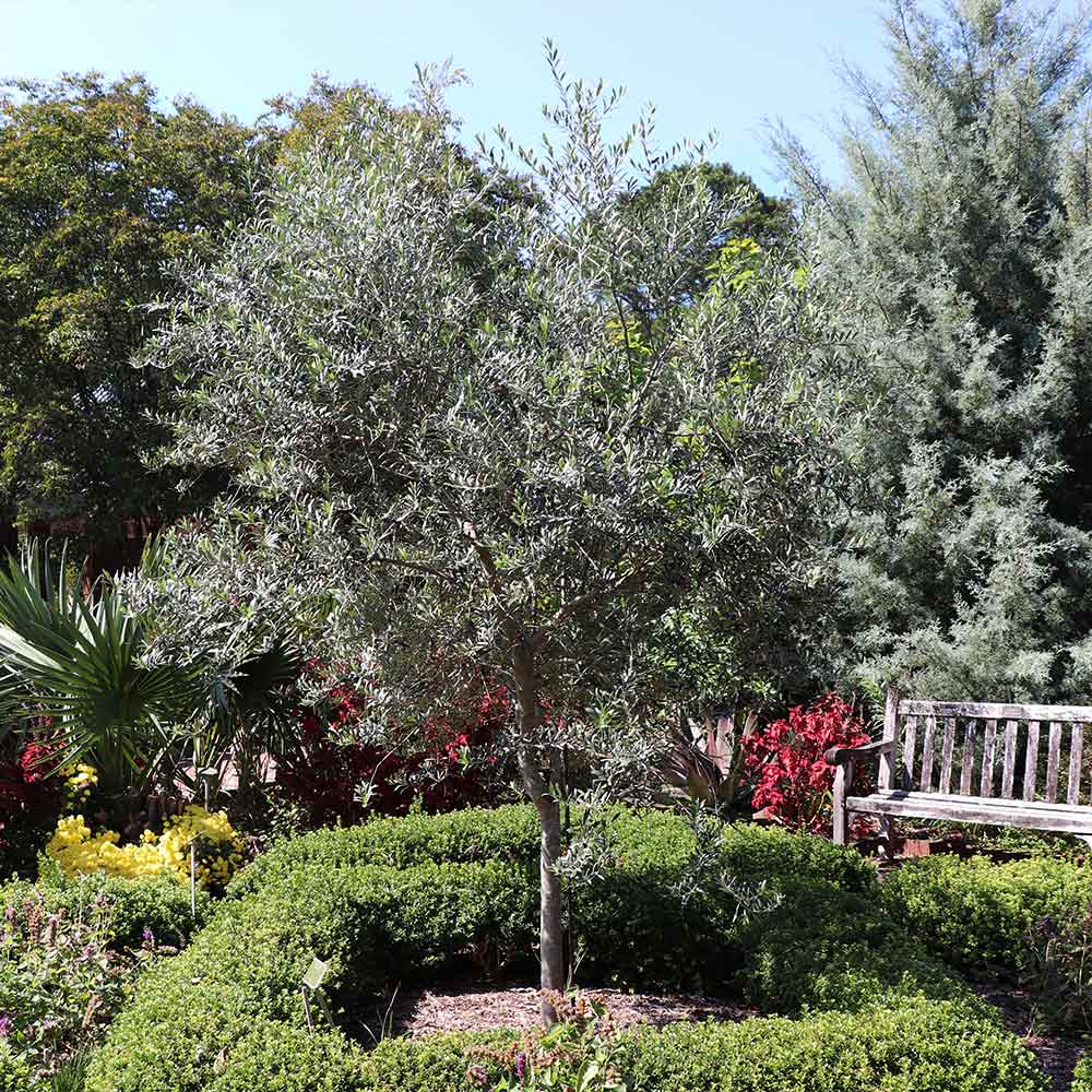 Mission Olive Trees For Sale at Ty Ty Nursery