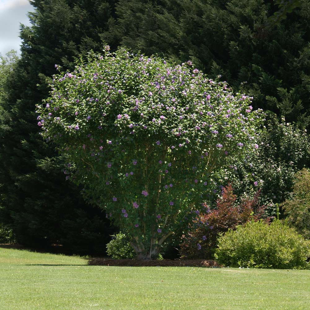 Ardens Rose of Sharon Althea Shrubs for Sale ...