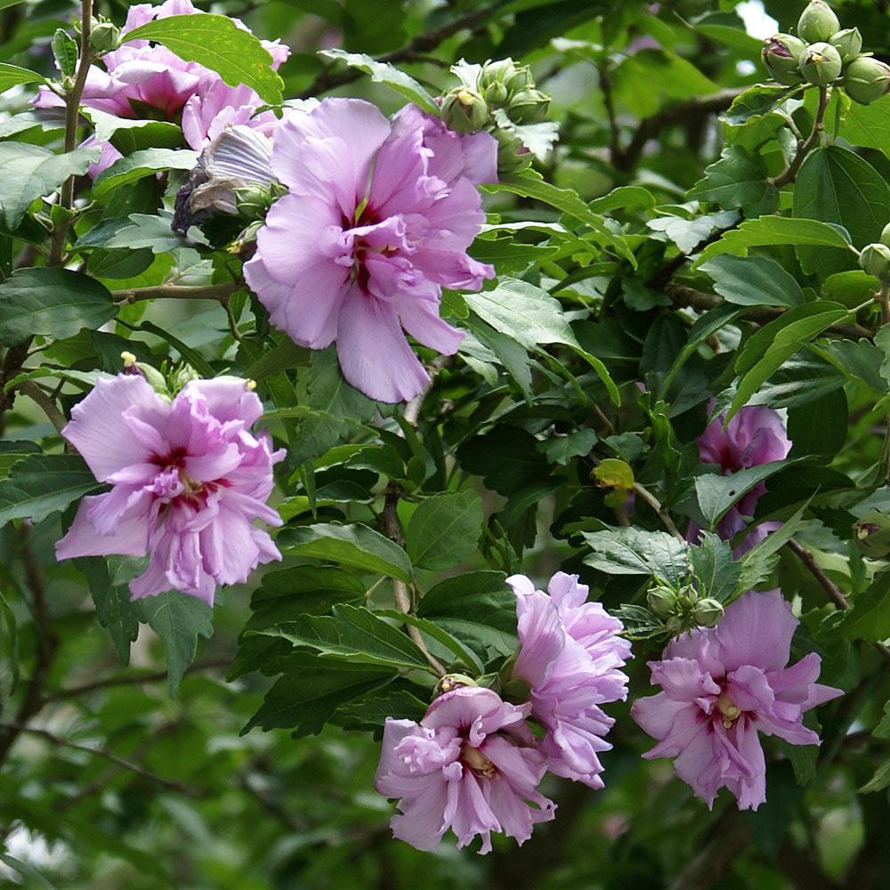 Ardens Rose of Sharon Althea Shrubs for Sale ...