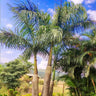 Areca Palm Tree