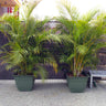 Areca Palm Tree