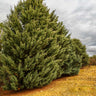 Carolina Sapphire Cypress Tree