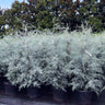 Drought-Tolerant Evergreen Tree