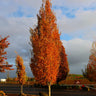 Armstrong Gold® Maple Tree