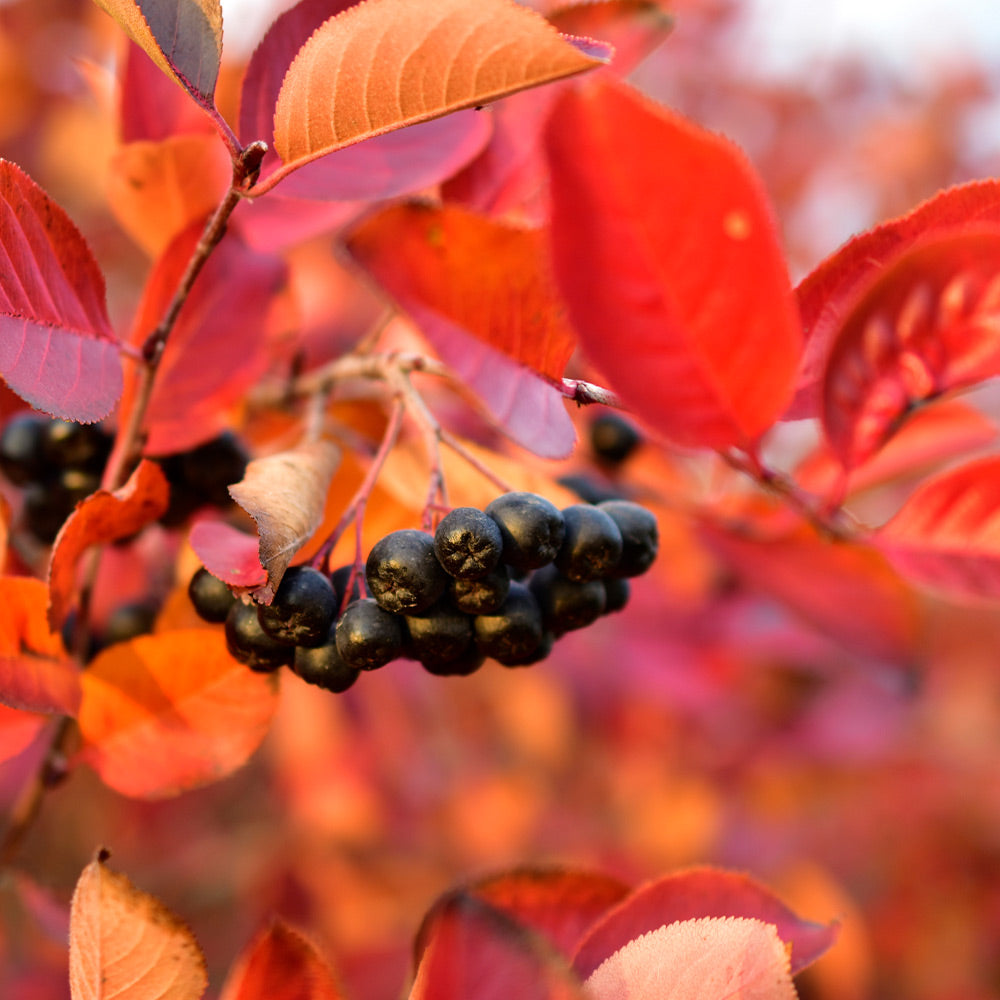 Viking Aronia Chokeberry Bush