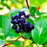 Viking Aronia Chokeberry Bush