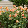 At Last® Rose Shrub