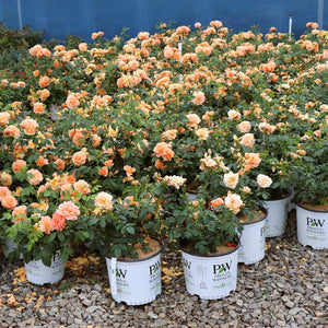 At Last Roses for Sale – FastGrowingTrees.com