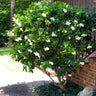 August Beauty Gardenia Shrub