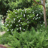 August Beauty Gardenia Shrub