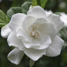 August Beauty Gardenia Shrub