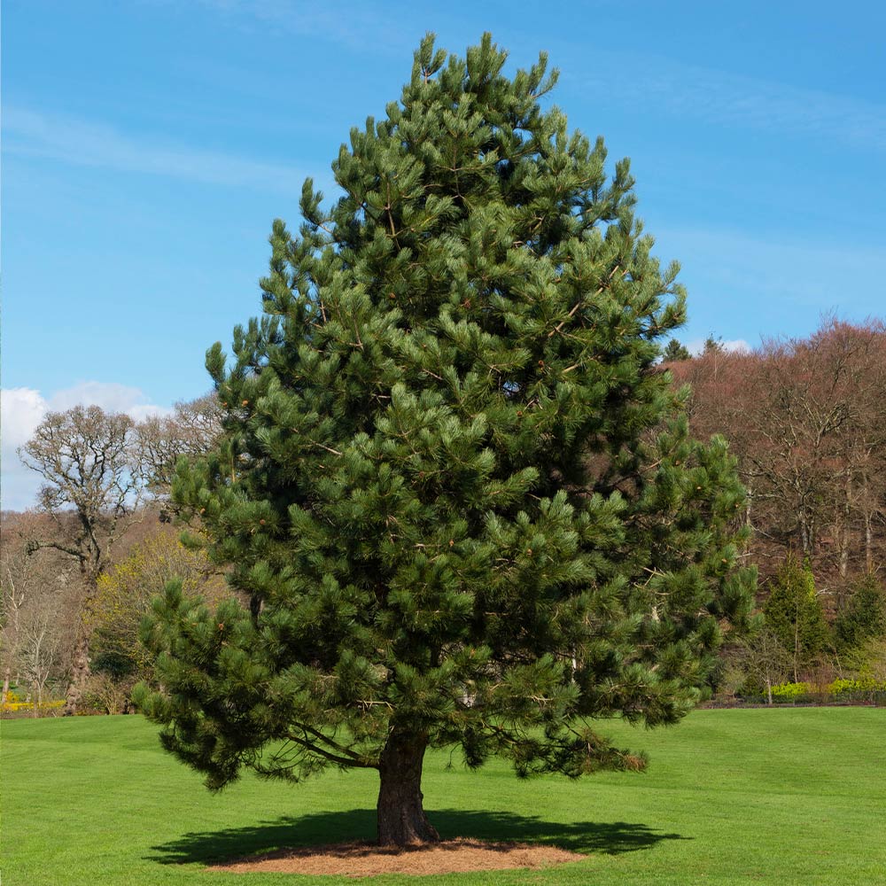 Eastern White Pine Trees for Sale - Buying & Growing Guide 