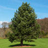 Austrian Pine Tree