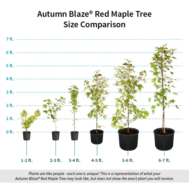 Autumn Blaze® Red Maple Trees for Sale – FastGrowingTrees.com