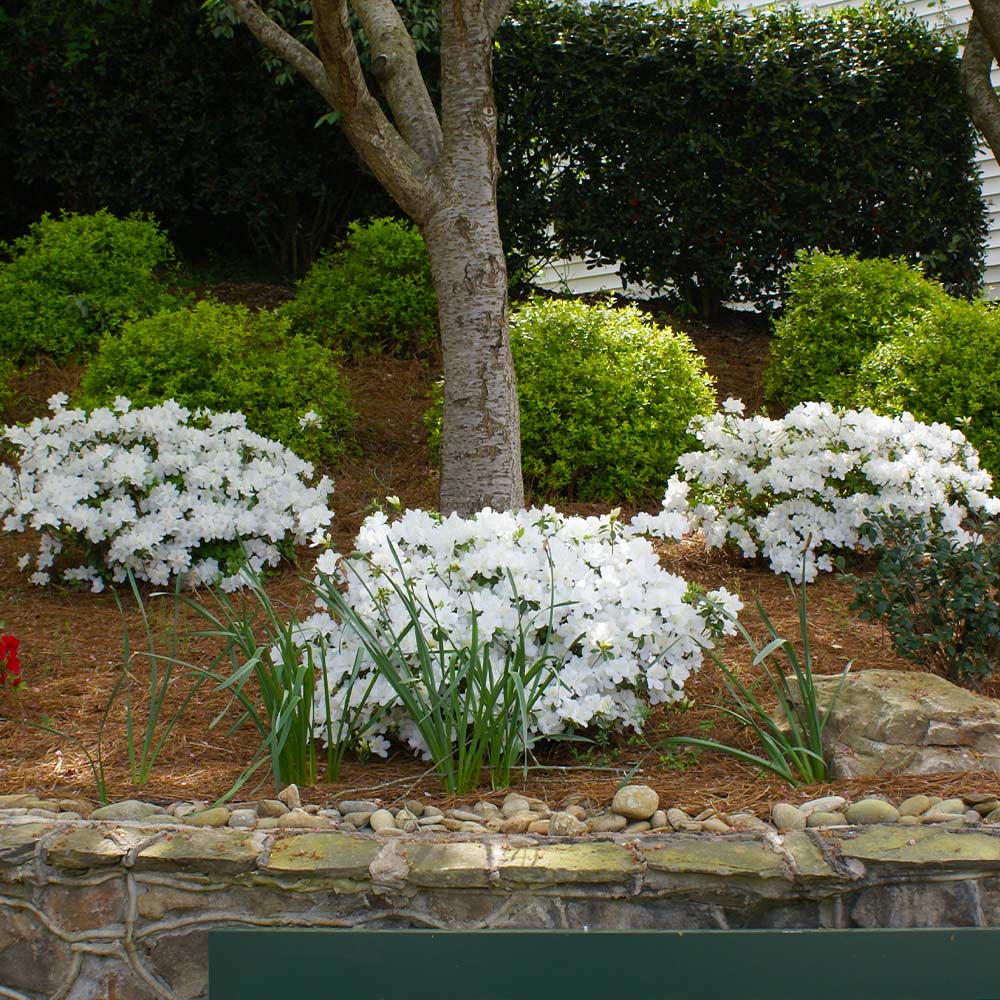 Encore Azalea Varieties That Bloom At The Same Time During The Blooming  Seasons